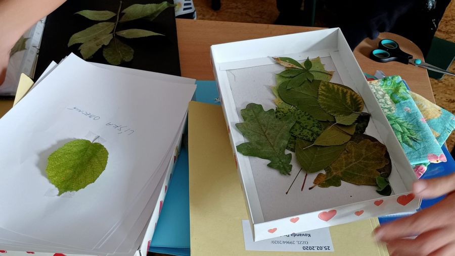 Výroba herbáře listů