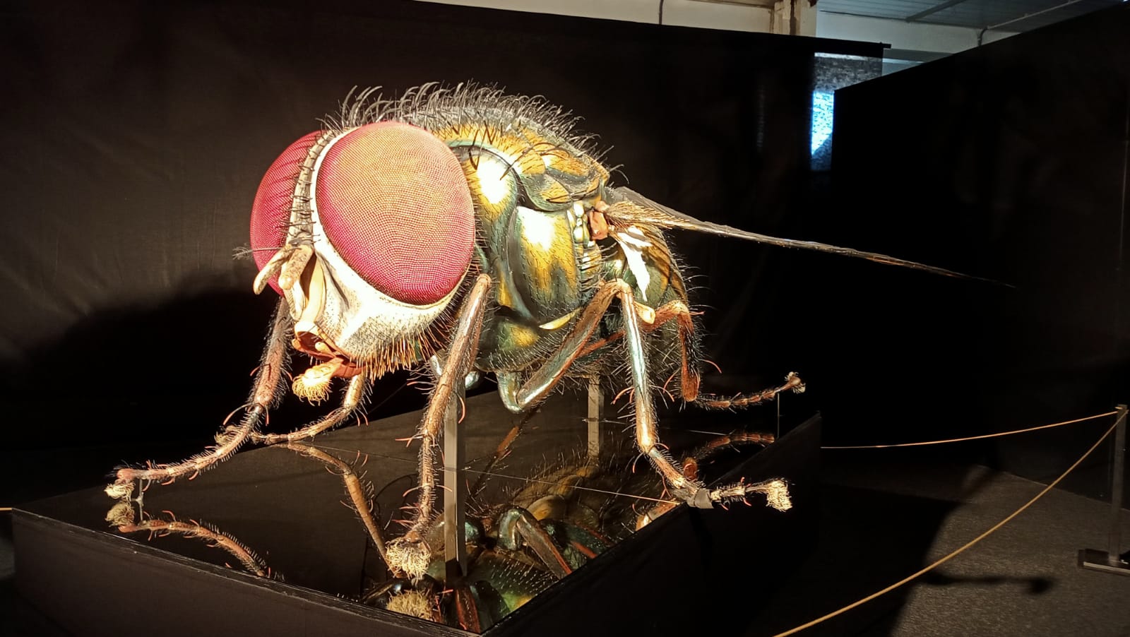 MegaBrouci - fascinující svět hmyzu